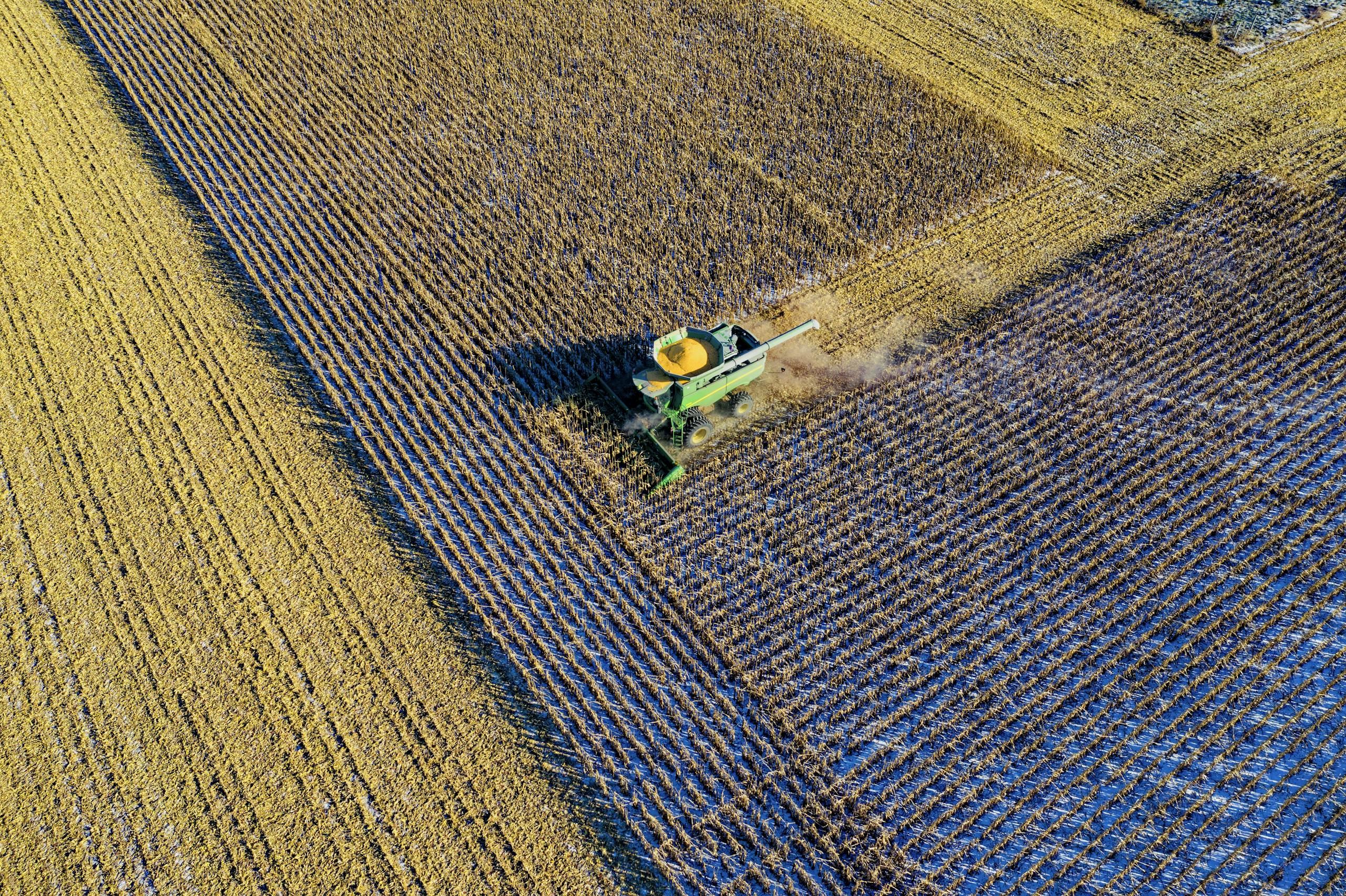 Aerial shot of a harvester working a cornfield in rural Austin, MN during fall season.